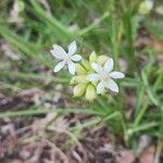 Allium canadenseFlor