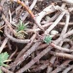 Petrosedum forsterianum Bark