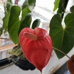 Anthurium andraeanumBlodyn