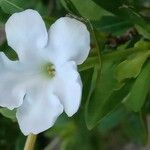 Brunfelsia uniflora Lorea