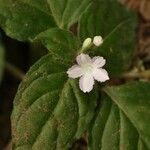 Pseudopyxis depressa Blüte