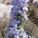 Campanula pyramidalisFlor