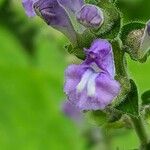 Scutellaria ovata Flower