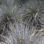 Festuca glauca Plante entière