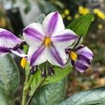 Solanum muricatum Floro
