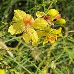 Parkinsonia aculeata Λουλούδι