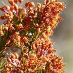 Erica vagans Hedelmä