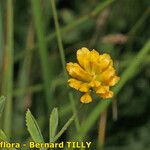 Trifolium patens Anders