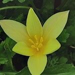Tulipa clusiana Цветок