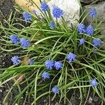 Muscari armeniacum Plante entière