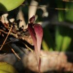 Bulbophyllum contortisepalum