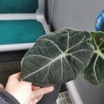 Alocasia reginula Leaf