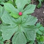 Hydrastis canadensis Leaf