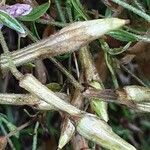 Silene schafta Fruit