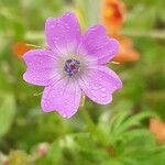 Geranium columbinumFlower