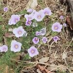 Nierembergia linariifolia Flower