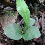 Clavija costaricana Leaf