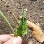 Drimiopsis maculata Blad