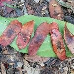 Piptadeniastrum africanum Leaf