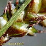 Carex liparocarpos Fruit