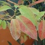 Cinnamomum camphora 形態