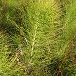 Equisetum telmateia 葉