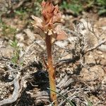 Orobanche alba Blatt