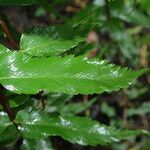 Asplenium friesiorum Folha