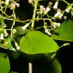 Neomirandea araliifolia Flor