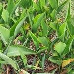 Canna glauca Frunză