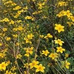 Bidens ferulifolia Hàbitat