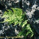 Gymnocarpium robertianum Hábito
