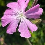 Silene × hampeana Blomst