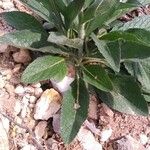 Verbascum boerhavii Blatt