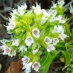 Echium decaisnei Floare