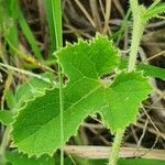 Cucumis prophetarum Leaf