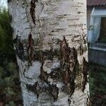 Betula pendulaBark