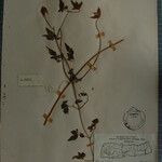 Clematis brevipes Otro