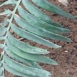 Encephalartos chimanimaniensis Leaf