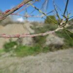 Salix eleagnos Écorce