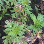 Bidens ferulifolia Fulla