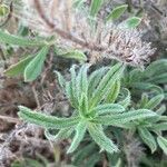 Echium arenarium Leaf