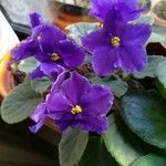 Streptocarpus ionanthus Hoja