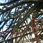 Araucaria araucana Blatt