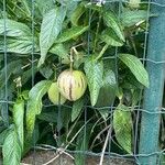 Solanum muricatum Kukka