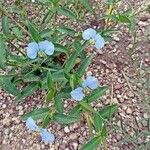 Commelina erecta 花