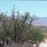 Bursera microphylla Tabia