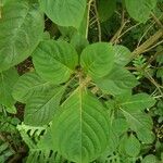 Hamelia patens Leaf