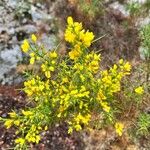 Ulex parviflorus Habit