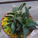 Faucaria tigrina Blatt